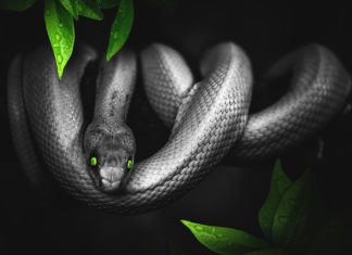 Ophidiophobia - Truth About Snake Phobia Main Image